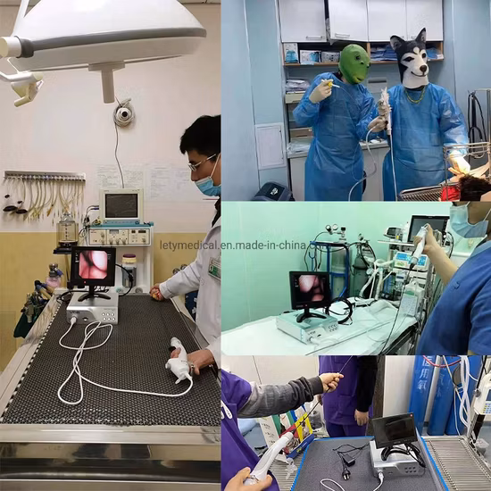 HD barato veterinario Animal Video endoscopio Flexible clínica de mascotas endoscopio desechable uso múltiple de desinfección